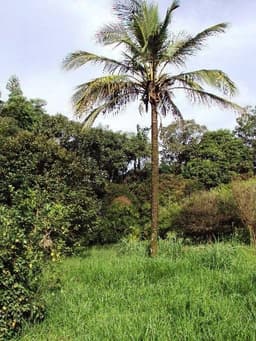 Bairro do Poste - Potencial para investidor - Terreno com 16.000 m²