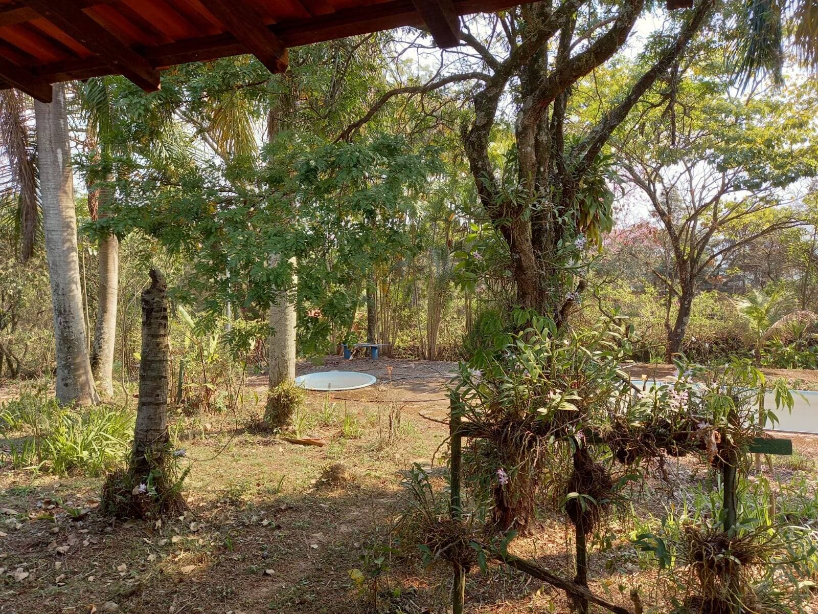 Amplo terreno com arvores frutíferas — foto 1