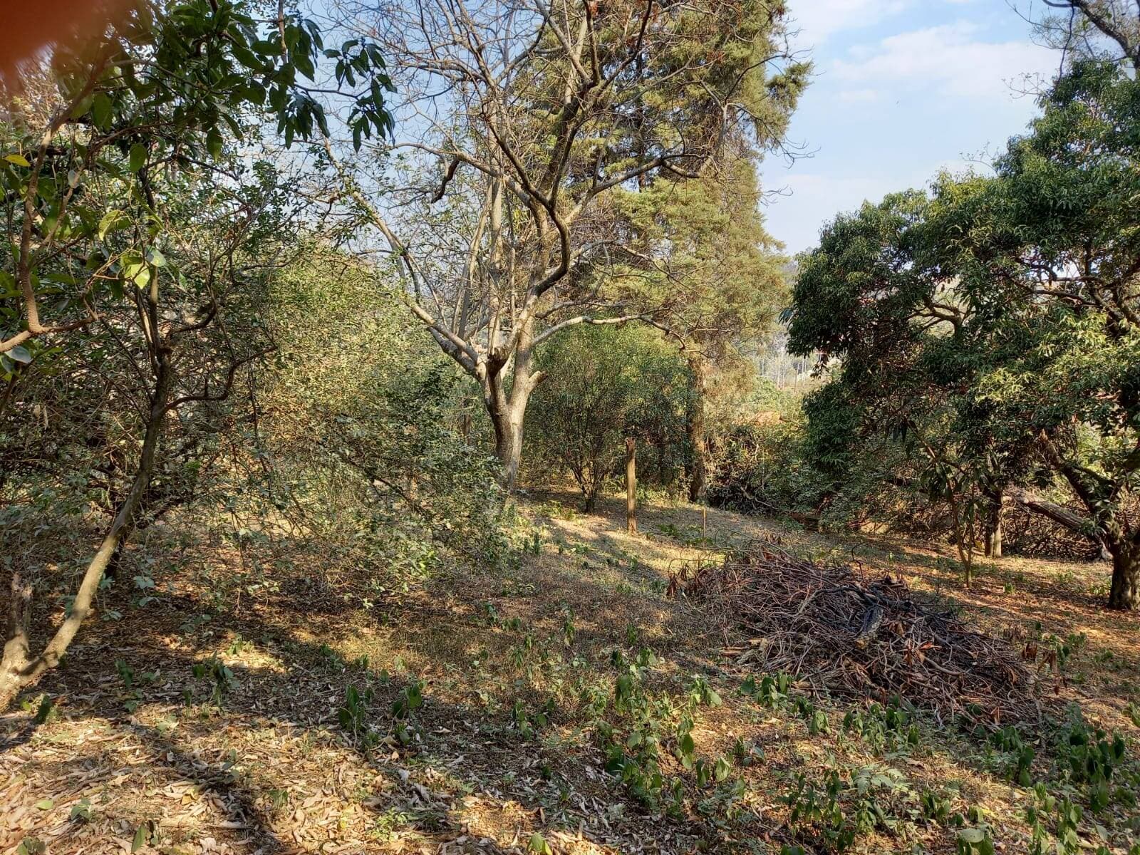 Amplo terreno com arvores frutíferas — foto 3