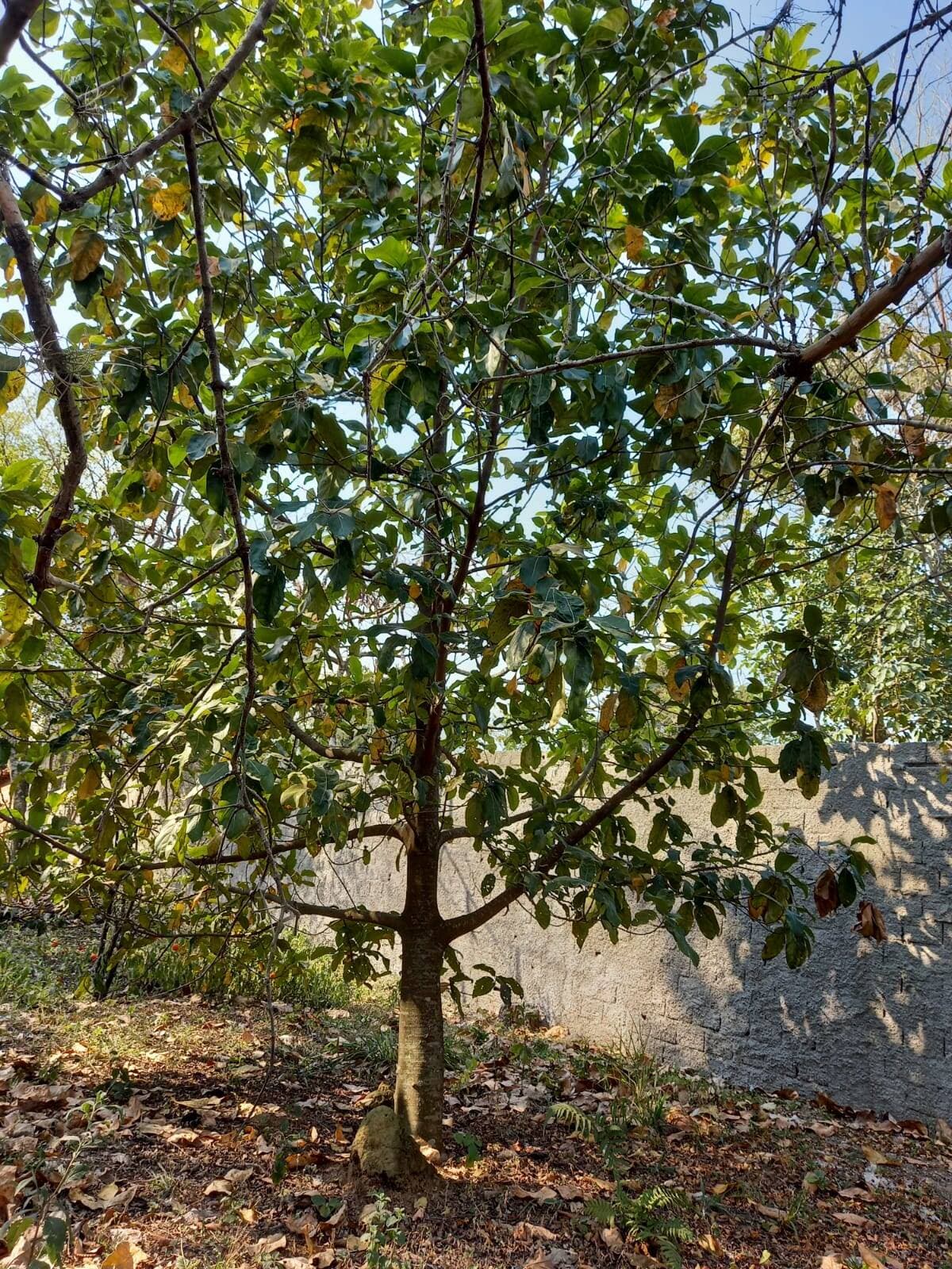 Amplo terreno com arvores frutíferas — foto 4
