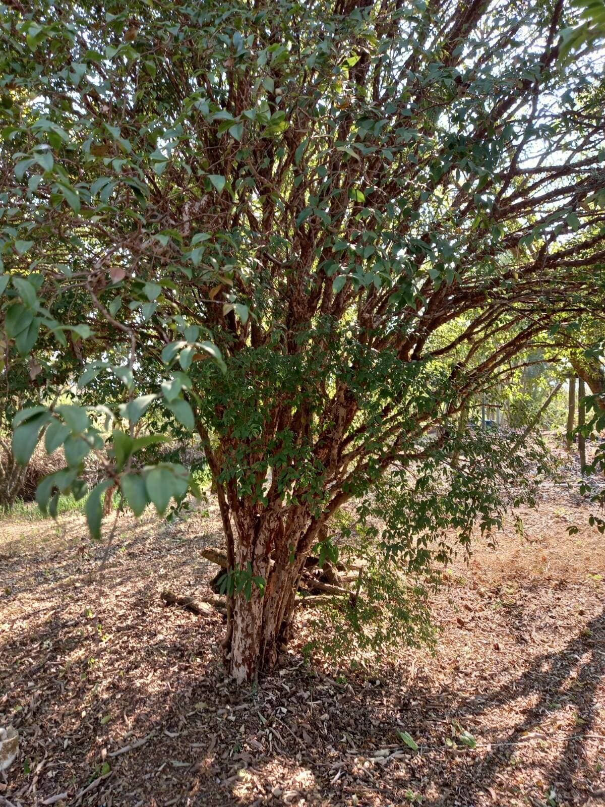 Amplo terreno com arvores frutíferas — foto 9