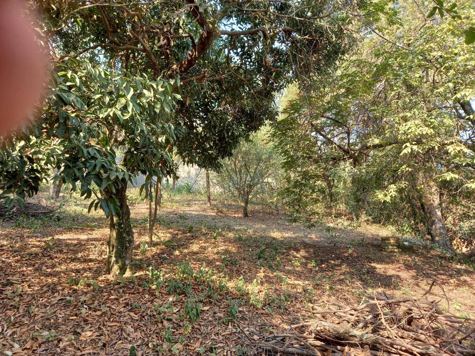 Amplo terreno com arvores frutíferas — foto 15