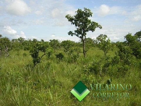 FAZENDA NOVA BRASILANDIA / MT — foto 13